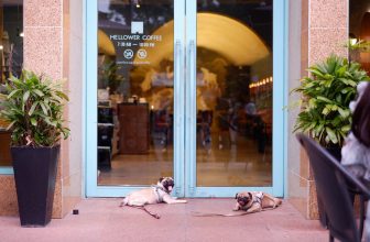 [☕️🇻🇳Mellower Coffee HCM  🥤 Top1Coffee ☕️ Mellower rất vui vì lâu lâu có những người bạn nhỏ ghé thăm quán nè, nhưng các bạn chỉ được chơi đùa ở khu vực ngoài, không được , shares-0✔️ , likes-14❤️️ , date-2022-09-18 11:30:17🇻🇳🇻🇳🇻🇳📰🆕