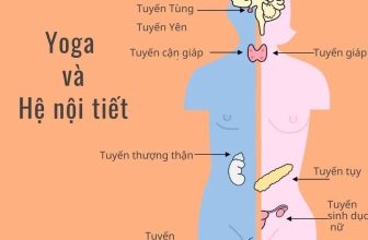 [🆕🇻🇳] An Yoga – Phòng tập dạng home studio, quy mô nhỏ 🧘 Top1Yoga 🧘 YOGA VÀ HỆ NỘI TIẾT (Phần 1)HỆ NỘI TIẾT LÀ GÌ
Hệ thống nội tiết là một tập hợp các tuyến không có ống dẫn nằm khắp cơ thể, mỗi tuyến sản sinh ra một hoặ , shares-0✔️ , likes-3❤️️ , date-2022-09-15 01:40:46🇻🇳🇻🇳🇻🇳📰🆕