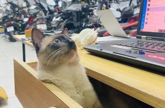 [🆕🇻🇳] 299.vn – Bike services for bike lovers by bike experts 🚗 Top1Go 🏍️  Bận công việc đột xuất nên tiệm nghỉ 2 ngày 11-12/3.
Anh em có nhu cầu làm xe thì sắp xếp qua thứ hai 13/3 giúp nhé.
Cảm ơn anh em
-AdL-
, shares-0✔️ , likes-125❤️️ , date-2023-03-10 03:52:49🇻🇳🇻🇳🇻🇳📰🆕