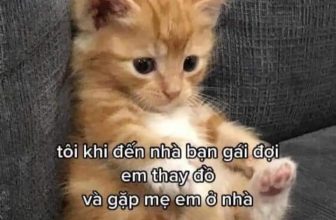 [🆕🇻🇳] Thú Cưng 🐶🦜 Top1Pets 🐱🐠 Chuyện là như zị đó bác
, shares-3✔️ , likes-55❤️️ , date-2023-06-06 00:45:03🐶🐱🇻🇳🇻🇳🇻🇳📰🆕