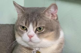 [🆕🇻🇳] Thú Cưng 🐶🦜 Top1Pets 🐱🐠 Em có biết điểm giống nhau giữa mặt anh và cái bánh chưng là gì không?
, shares-1✔️ , likes-14❤️️ , date-2023-06-06 14:35:46🐶🐱🇻🇳🇻🇳🇻🇳📰🆕