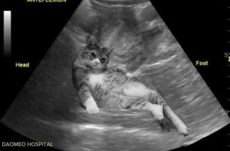 [🆕🇻🇳] Thú Cưng 🐶🦜 Top1Pets 🐱🐠 Đứa con guộc sắp chào đời !
, shares-5✔️ , likes-233❤️️ , date-2023-06-07 16:59:47🐶🐱🇻🇳🇻🇳🇻🇳📰🆕