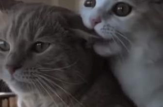 [🆕🇻🇳] Thú Cưng 🐶🦜 Top1Pets 🐱🐠 thật tuyệt khi ai đó lấy bạn làm ưu tiên
, shares-0✔️ , likes-92❤️️ , date-2023-06-11 19:45:36🐶🐱🇻🇳🇻🇳🇻🇳📰🆕