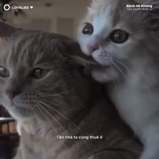 [🆕🇻🇳] Thú Cưng 🐶🦜 Top1Pets 🐱🐠 thật tuyệt khi ai đó lấy bạn làm ưu tiên
, shares-0✔️ , likes-92❤️️ , date-2023-06-11 19:45:36🐶🐱🇻🇳🇻🇳🇻🇳📰🆕