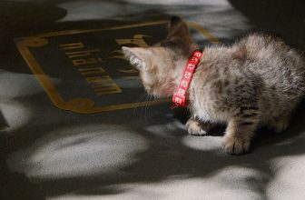 [☕️🇻🇳] Nhã Nam Books N’ Coffee 🥤 Top1Coffee ☕️ Chào anh chị và các bạn,Tên của em là Hạt Bơ, em của anh Hạt Vừng. Từ hôm nay sẽ trở thành nhân viên chính thức ở Hiệu sách củ , shares-4✔️ , likes-89❤️️ , date-2023-08-24 20:12:04🇻🇳🇻🇳🇻🇳📰🆕