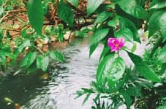 [☕️🇻🇳]  Minh Coffee 🥤 Top1Coffee ☕️ Minh Coffee xin chúc các Bà, các Mẹ, cùng Chị Em ngày 20/10 thật hạnh phúc, đoàn viên, vui vẻ cùng người thân và gia đình nhỏ củ , shares-0✔️ , likes-11❤️️ , date-2023-10-17 20:11:10🇻🇳🇻🇳🇻🇳📰🆕