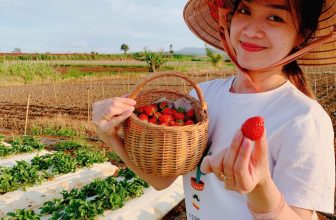 [🆕🇻🇳] Happy Babies Shop- Chuyên Đồ Dùng Sau Sinh, Mẹ & Bé 👕 Top1Fashion 👗  Dâu quê mẹ T nhỏ nhỏ thôi nhưng ngọt và thơm vô cùngggg
Ăn ngon khác hẳn các loại dâu mà mẹ T đã từng ăn, mà ko có đem đi đường được, để 1 ngày là bị dập  , shares-0✔️ , likes-27❤️️ , date-2024-01-19 18:43:41🇻🇳🇻🇳🇻🇳📰🆕