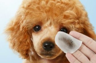 [🆕🇻🇳] Pettysoc Đồ Cho Thú Cưng 🐶🦜 Top1Pets 🐱🐠 Khăn lau vết ố và ghèn ghỉ mắt + Siro trị chảy nước mắt.
Mua Combo giá SIÊU RẺ + tặng kèm 1 dung dịch nhỏ mắt Quán sẵn hàng ạ.  SHIP COD TOÀN QUỐC
Petty , shares-0✔️ , likes-0❤️️ , date-2024-04-02 18:59:57🐶🐱🇻🇳🇻🇳🇻🇳📰🆕