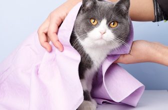 [🆕🇻🇳] Miao Petshop – Phụ kiện thú cưng 🐶🦜 Top1Pets 🐱🐠 THÔNG TIN SẢN PHẨM:
Tên sản phẩm: Khăn tắm chó mèo CLEAN CHAM siêu thấm, an toàn cho chó mèo kích thước lớn
Kích thước: 56*43 cm (có hộp), phù hợp với cả c , shares-0✔️ , likes-0❤️️ , date-2024-04-01 18:00:10🐶🐱🇻🇳🇻🇳🇻🇳📰🆕