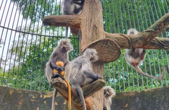 [🆕🇻🇳] Thảo Cầm Viên – Sài gòn Zoo & Botanical Gardens ♥️️ Top1Checkin ☑  “Hai chữ ” Trong sạch” thần thiếp nói mãi cũng chán rồi….”
Trả lại sự trong sạch cho em, nói chứ con vàng đúng là con của chàng nha, mai mốt lớn lông sẽ , shares-144✔️ , likes-46K❤️️ , date-2024-05-13 11:48:23🇻🇳🇻🇳🇻🇳📰🆕
