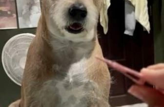 [🆕🇻🇳] Pet Mart – Cửa Hàng Thú Cưng 🐶🦜 Top1Pets 🐱🐠 Như 1 thói quen
, shares-0✔️ , likes-0❤️️ , date-2024-06-22 15:48:22🐶🐱🇻🇳🇻🇳🇻🇳📰🆕