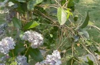 [🆕🇻🇳] TRIEU CUONG STUDIO 🤵🏻 Top1Wedding 👰🏻  P2: Quá trình cải tạo và sửa chữa phim trường độc quyền của Trieu Cuong Studio #trieucuongstudio #chupstudio #xuhuong #foryou #couple #prewedding #learnont , shares-0✔️ , likes-0❤️️ , date-2024-05-05 18:28:58🇻🇳🇻🇳🇻🇳📰🆕