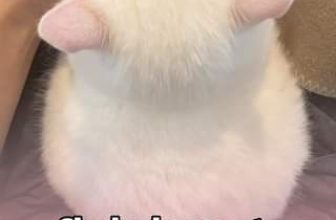 [🆕🇻🇳] Nu Pet – Yêu Thú Cưng 🐶🦜 Top1Pets 🐱🐠 Sốp mới sắm cho empe 2 cái búi tóc
I just bought my cat two hair buns
#nupet
, shares-0✔️ , likes-0❤️️ , date-2024-06-18 15:39:28🐶🐱🇻🇳🇻🇳🇻🇳📰🆕