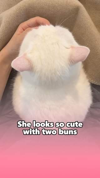 Sốp mới sắm cho empe 2 cái búi tóc
I just bought my cat two hair buns
#nupet
