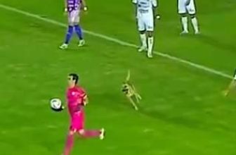 [🆕🇻🇳] Pet Mart – Cửa Hàng Thú Cưng 🐶🦜 Top1Pets 🐱🐠 Mang ngay ronaldo đến đây
, shares-0✔️ , likes-0❤️️ , date-2024-06-23 21:23:46🐶🐱🇻🇳🇻🇳🇻🇳📰🆕