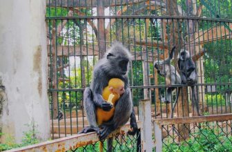 [🆕🇻🇳] Thảo Cầm Viên – Sài gòn Zoo & Botanical Gardens ♥️️ Top1Checkin ☑  Kaka. Vui nhỉ
Nhưng thiệt ra, “nhà” này là voọc bạc nha
THẢO CẦM VIÊN SÀI GÒN LÊN TIẾNG ĐẬP TAN SCANDAL TÌNH ÁI VỀ SỰ VIỆC ĐÔI KHỈ XÁM SINH RA ĐỨA CON M , shares-11✔️ , likes-945❤️️ , date-2024-05-13 19:00:24🇻🇳🇻🇳🇻🇳📰🆕