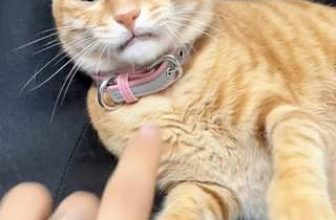 [🆕🇻🇳] Nu Pet – Yêu Thú Cưng 🐶🦜 Top1Pets 🐱🐠 ???
#nupet
, shares-0✔️ , likes-0❤️️ , date-2024-06-19 14:20:40🐶🐱🇻🇳🇻🇳🇻🇳📰🆕