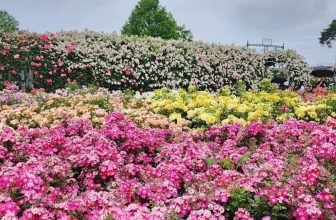 [🆕🇻🇳] Checkin và Du lịch Hàn Quốc – Korea Travel ♥️️ Top1Checkin ☑    곡성군
𝐋𝐞̂̃ 𝐇𝐨̣̂𝐢 𝐇𝐨𝐚 𝐇𝐨̂̀𝐧𝐠 𝐭𝐚̣𝐢 곡성군 𝐥𝐚̀ 𝐦𝐨̣̂𝐭 𝐭𝐫𝐨𝐧𝐠 𝐧𝐡𝐮̛̃𝐧𝐠 𝐥𝐞̂̃ 𝐡𝐨̣̂𝐢 𝐡𝐨𝐚 𝐡𝐨̂̀𝐧𝐠 𝐥𝐨̛́𝐧 𝐧𝐡𝐚̂́𝐭 𝐧𝐡𝐢̀ 𝐨̛̉ 𝐇𝐚̀𝐧.
: giá vé 5000w
Địa Chỉ : 전라남도 곡성군 오곡 , shares-0✔️ , likes-10❤️️ , date-2024-05-23 14:33:46🇻🇳🇻🇳🇻🇳📰🆕