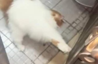 [🆕🇻🇳] Pet Mart – Cửa Hàng Thú Cưng 🐶🦜 Top1Pets 🐱🐠 Nhà này bây giờ là của kao rồi
, shares-0✔️ , likes-0❤️️ , date-2024-06-22 00:44:34🐶🐱🇻🇳🇻🇳🇻🇳📰🆕