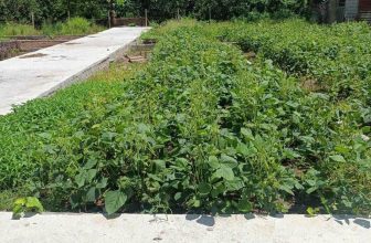 [🆕🇻🇳] Hiền Vinh Hvkids  (Xưởng may HV Kids) 😎❤️️⭐️ Bán lô góc 2 mặt tiền tại Chương  Lộc – Xã Chương Dương, Thường Tín,Hà Nội
– Diện tích 55m
– Mặt tiền 4m
– Đường trước mặt  , shares-0✔️ , likes-3❤️️ , date-2024-06-03 18:51:03🇻🇳🇻🇳🇻🇳📰🆕