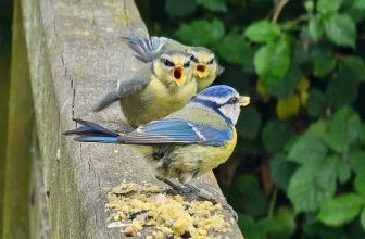 [🆕🇻🇳] Tiếng Anh Ms. My 📚 Top1Learn 📕 CHIÊM CHIẾP CHIÊM CHIẾPMiếng ngon phần bạn, chỗ học Tiếng Anh tốt phải nhớ đến bạn
Đặc biệt chỗ nào giáo viên nhiệt tình tâm huyết, ôn thi sớm ngay từ , shares-0✔️ , likes-3❤️️ , date-2024-06-22 00:52:01🇻🇳🇻🇳🇻🇳📰🆕