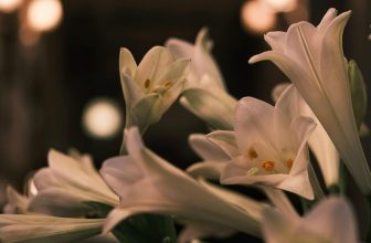 [☕️🇻🇳] 15.22 café – wine – live music ☕️ Top1Coffee ☕️ Mùa hoa đẹp nhất
, shares-0✔️ , likes-3❤️️ , date-2024-06-29 15:17:05🇻🇳🇻🇳🇻🇳📰🆕