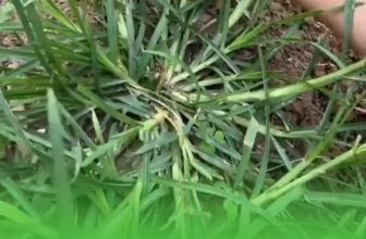 [🧘🇻🇳] Nguyễn Hiếu Yoga 🧘Top1Yoga🕉️ – Loại cỏ mà bạn chỉ muốn bỏ đi, thực ra có nhiều công dụng khi đun lên uốn …