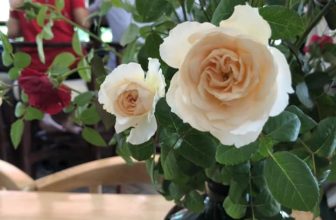 [☕️🇻🇳] Tungbook Coffee Hà Nội 🥤 Top1Coffee ☕️ “Em đã không còn là em ngày cũ
Mùa thu hôm nay cũng khác rồi
Chỉ mong giữ lại màu mắt xưa diệu vợi
Để ngang dọc cuộc đời mọi  , shares-0✔️ , likes-11❤️️ , date-2018-11-03 19:32:41🇻🇳🇻🇳🇻🇳📰🆕