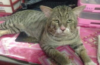 [🆕🇻🇳] Yêu Thú Cưng 🐶🦜 Top1Pets 🐱🐠 Mặt tui khi đi làm sau mấy ngày thức trắng xem đá bóng
#Méng
, shares-8✔️ , likes-1K❤️️ , date-2016-06-26 13:38:54🐶🐱🇻🇳🇻🇳🇻🇳📰🆕