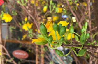 [☕️🇻🇳] Coffee Bùi Văn Ngọ – Chuỗi Cà Phê thuộc công ty Bùi Văn Ngọ Food 🥤 Top1Coffee ☕️ Cành mai vàng báo hiệu một năm mới đang đến rất gần. Năm cũ với bao biến động dần khép lại. Bùi Văn Ngọ Coffee xin thông báo lịch nghỉ Tết Nguyên Đán như s , shares-0✔️ , likes-6❤️️ , date-2021-02-06 03:25:42🇻🇳🇻🇳🇻🇳📰🆕