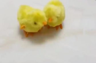 [🆕🇻🇳]  DaBi Kids – Thời trang trẻ em thiết kế 🧑‍🧒❤️️👶⭐️  GÀ CON ĐÁNG YÊU CHO BÉ
Mùng 1/6  này Ba mẹ chuẩn bị quà gì cho em bé  chưa? Gà Con giúp bé thêm gần gũi với động vật, nhanh nhạy hơn và thông minh hơn.   , shares-2✔️ , likes-43❤️️ , date-2021-05-18 14:19:01🇻🇳🇻🇳🇻🇳📰🆕