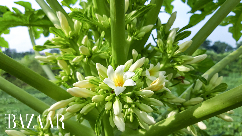 [☕️🇻🇳] Cà phê Ngọc Hà- Cafe sân vườn 🥤 Top1Coffee ☕️ Gợi ý địa điểm đi chơi lễ ở Hòa Thành Tây Ninh nhất định bạn phải thử qua.
Cà phê sân vườn Ngọc Hà 
Quán có không gian ngoài sân , shares-0✔️ , likes-13❤️️ , date-2024-09-01 11:40:33🇻🇳🇻🇳🇻🇳📰🆕