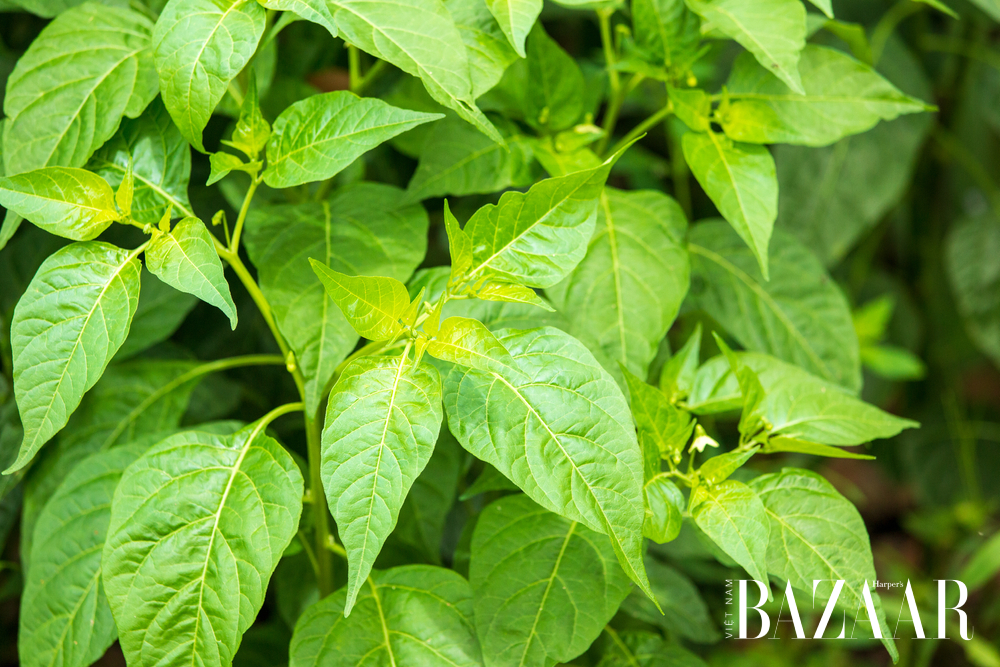 Lá ớt kỵ với gì? Công dụng tuyệt vời từ lá ớt [🆕🇻🇳] bazaarvietnam.vn