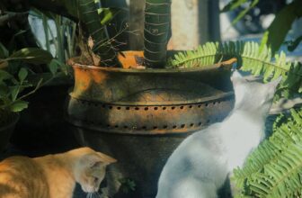 [☕️🇻🇳] 22 phẩy 5 coffee 🥤 Top1Coffee ☕️ “ᴄ𝔬́ ʜᴀɪ ᴄᴏɴ ᴍ𝔢̀ᴏ ɴɢ𝔬̂̀ɪ ʙ𝔢̂ɴ ᴄ𝔲̛̉ᴀ 𝔰𝔬̂̉
ᴍ𝔬̣̂ᴛ ᴄᴏɴ ɴɢ𝔬̂̀ɪ ʏ𝔢̂ɴ ᴍ𝔬̣̂ᴛ ᴄᴏɴ đ𝔬̂̉ɪ ᴄʜ𝔬̂̃…”
Trích: Có hai con mèo ngồi bên cửa , shares-0✔️ , likes-38❤️️ , date-2022-08-31 14:00:28🇻🇳🇻🇳🇻🇳📰🆕