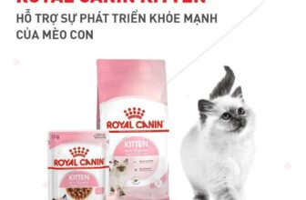 [🆕🇻🇳] FamiPet – Siêu Thị Cho Thú Cưng 🐶🦜 Top1Pets 🐱🐠  Thức ăn cho mèo con ROYAL CANIN KITTEN hỗ trợ sức khỏe của mèo con. Trong giai đoạn tăng trưởng, hệ thống tiêu hóa của mèo con chưa phát triển đầy đủ, chí , shares-0✔️ , likes-3❤️️ , date-2024-07-31 23:24:43🐶🐱🇻🇳🇻🇳🇻🇳📰🆕