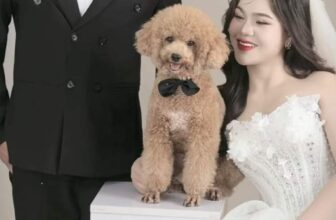 [🆕🇻🇳] HAHA Wedding -Chụp Ảnh Cưới Đẹp Tại Quảng Bình 🤵🏻 Top1Wedding 👰🏻   , shares-0✔️ , likes-3❤️️ , date-2024-08-19 17:06:26🇻🇳🇻🇳🇻🇳📰🆕