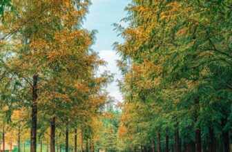 [🆕🇻🇳] Checkin và Du lịch Hàn Quốc – Korea Travel ♥️️ Top1Checkin ☑  Đường Damyang Metasequio – một trong những con đường đẹp nhất Hàn Quốc.  #Focus_Asia_Travel #FocusAsiaTravel #dulich #dulichhanquoc #travel #hanquoc
, shares-0✔️ , likes-10❤️️ , date-2024-08-20 21:05:06🇻🇳🇻🇳🇻🇳📰🆕