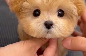 [🆕🇻🇳] Pet Mart – Cửa Hàng Thú Cưng 🐶🦜 Top1Pets 🐱🐠 Cute pho mai que
, shares-0✔️ , likes-0❤️️ , date-2024-09-01 00:17:09🐶🐱🇻🇳🇻🇳🇻🇳📰🆕