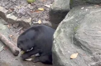 [🆕🇻🇳] Thảo Cầm Viên – Sài gòn Zoo & Botanical Gardens ♥️️ Top1Checkin ☑  Noel Idol
, shares-0✔️ , likes-998❤️️ , date-2024-09-02 17:19:41🇻🇳🇻🇳🇻🇳📰🆕