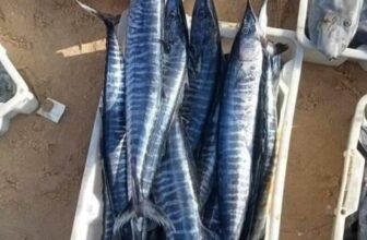 [🆕🇻🇳] Bếp của Mẹ 🍔 Top1Food  🍜 Cá thu tươi rói về đến nhà Bếp rồi ạ , Bếp mời Mẹ lên đơn đổi món cho con nha
, shares-0✔️ , likes-0❤️️ , date-2024-08-29 20:00:05🇻🇳🇻🇳🇻🇳📰🆕