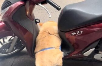 [🆕🇻🇳] Pet Mart – Cửa Hàng Thú Cưng 🐶🦜 Top1Pets 🐱🐠 Sen đổi xe Lead hoặc LX cho em đi
, shares-0✔️ , likes-0❤️️ , date-2024-09-01 21:27:47🐶🐱🇻🇳🇻🇳🇻🇳📰🆕