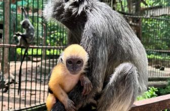 [🆕🇻🇳] Thảo Cầm Viên – Sài gòn Zoo & Botanical Gardens ♥️️ Top1Checkin ☑  Mọi người nghỉ Lễ vô ngắm con quá chừng
Con xám rồi mà đúng không
Cảm ơn mọi người đã ủng hộ mẹ con con nha
, shares-20✔️ , likes-39K❤️️ , date-2024-09-03 11:26:31🇻🇳🇻🇳🇻🇳📰🆕