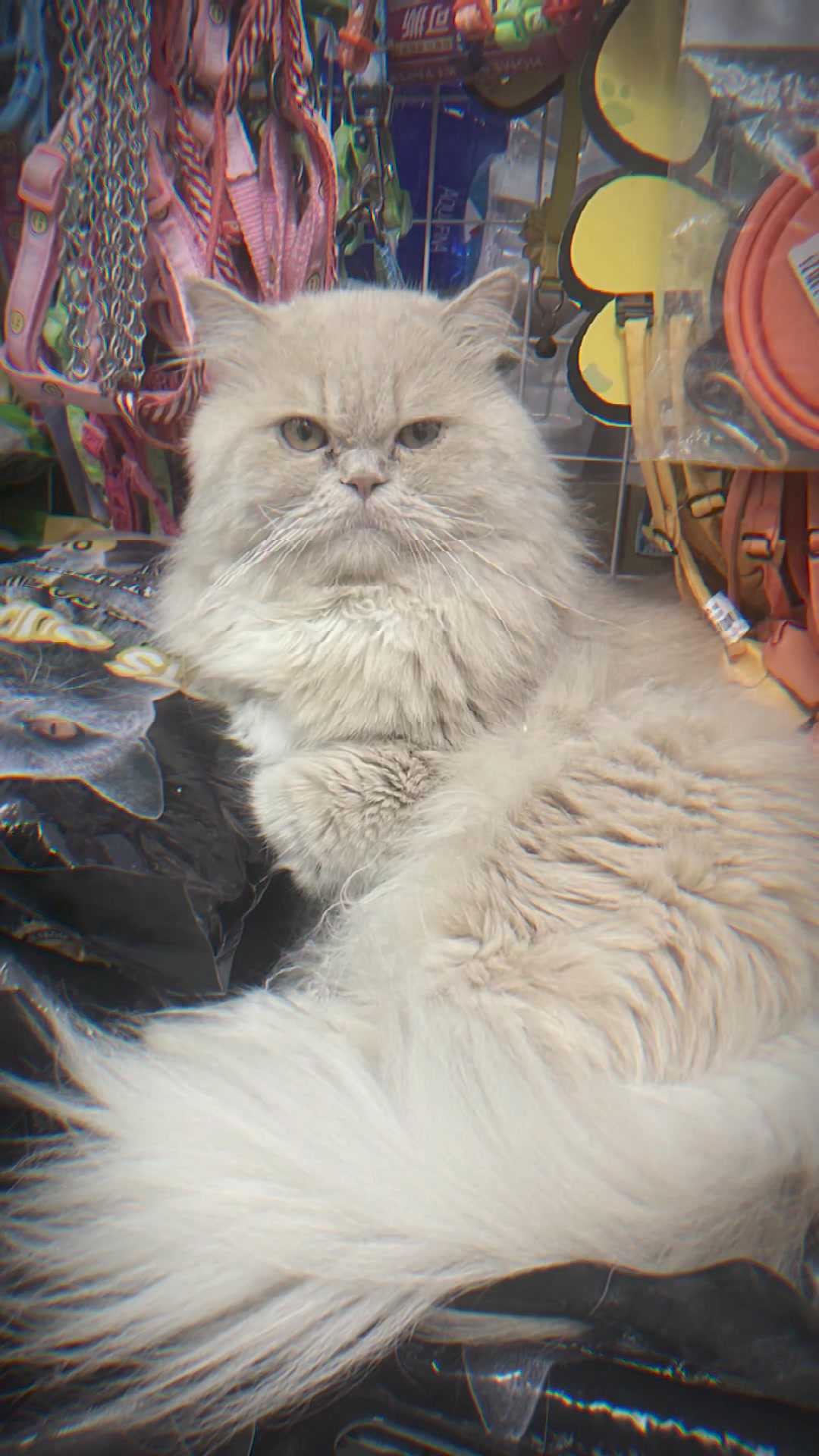 [🆕🇻🇳]  Hoàng Khánh Ly  ( VaniHouse Kids ) 🧑‍🧒❤️️👶⭐️ ~ ~ 𝗛 𝗔̀ 𝗡 𝗚 𝗖 𝗢́ 𝗦 𝗔̆̃ 𝗡 tại Vani’s House kids by Hoàng Khánh Ly sz16~22kgggg
______________________________________________
Vanihouse Kids Clothings
• , shares-1✔️ , likes-9❤️️ , date-2024-09-05 17:21:30🇻🇳🇻🇳🇻🇳📰🆕