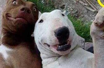 [🆕🇻🇳] Yêu Thú Cưng 🐶🦜 Top1Pets 🐱🐠 Thú cưng tinh nghịch – Siêu hài hước – P1 – Clip hay, video hot, clip game , shares-15✔️ , likes-41K❤️️ , date-2016-05-21 03:32:27🐶🐱🇻🇳🇻🇳🇻🇳📰🆕