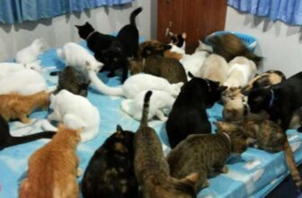 [🆕🇻🇳] Yêu Thú Cưng 🐶🦜 Top1Pets 🐱🐠 Phòng duy nhất có điều hoà trong nhà…
#Méng
, shares-12✔️ , likes-770❤️️ , date-2016-05-28 17:00:36🐶🐱🇻🇳🇻🇳🇻🇳📰🆕