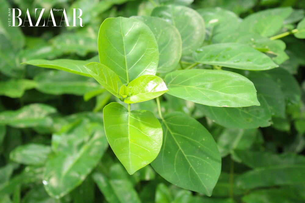 Lá cách kỵ với gì? Lưu ý khi dùng lá cách chữa bệnh [🆕🇻🇳] bazaarvietnam.vn