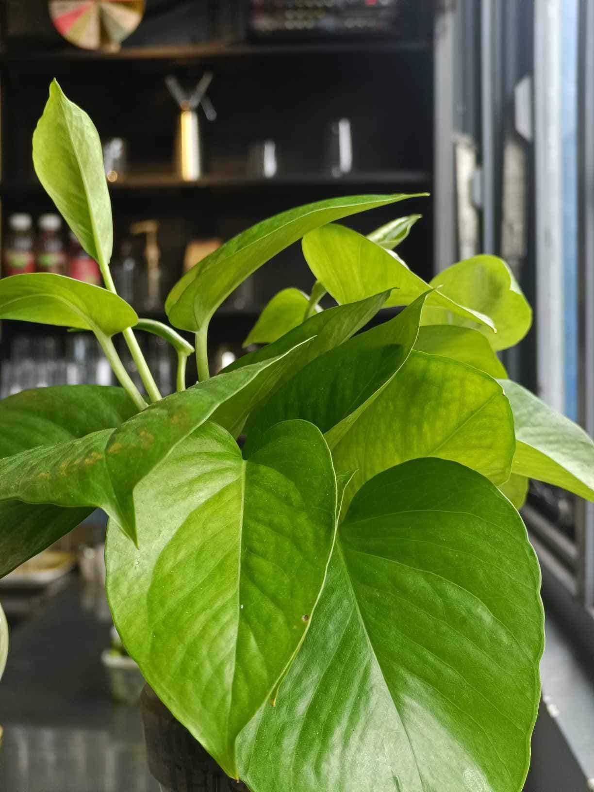 [☕️🇻🇳] Anni Coffee Cà Mau  🥤 Top1Coffee ☕️ Mát mẻ trưa nóng.
, shares-0✔️ , likes-2❤️️ , date-2024-08-14 19:12:55🇻🇳🇻🇳🇻🇳📰🆕