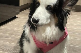 [🆕🇻🇳] The Gate – VNXK 👕 Top1Fashion 👗  Feedback áo cho cún yêu yêu
, shares-0✔️ , likes-11❤️️ , date-2024-09-03 21:28:27🇻🇳🇻🇳🇻🇳📰🆕