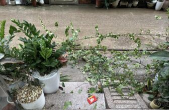 [🆕🇻🇳] Nhật Thực (Thực Tuti) 😎❤️️⭐️ Top1Kids 😎❤️️⭐️ Sau bão thiệt hại 1 e hoa giấy. Đường xá thì ngổn ngang, đi mua đồ ăn sáng nhưng hàng quán đóng cửa và nhiều chướng ngại vật quá… , shares-0✔️ , likes-100❤️️ , date-2024-09-07 14:37:08🇻🇳🇻🇳🇻🇳📰🆕