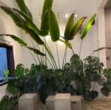 Có thể là hình ảnh về hoa thiên điểu